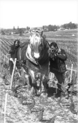 Travail avec le cheval au Domaine Tortochot