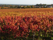 Gevrey Chambertin Les jeunes rois Domaine Tortochot