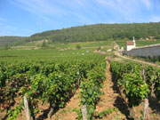 Parcelle Gevrey 1er Cru Lavaux-Saint-Jacques