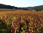 Mazis Chambertin Domaine Tortochot