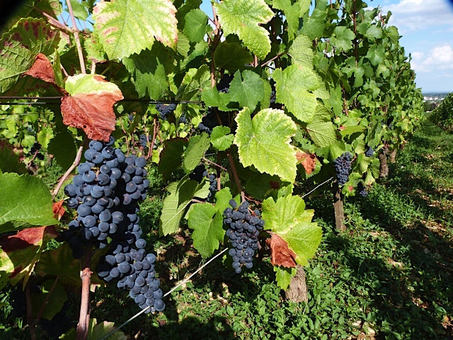 Vendanges 2015 Domaine Tortochot Gevrey Chambertin - Gevrey 1er Cru Lavaux St Jacques