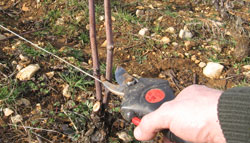 La taille des vignes au Domaine Tortochot