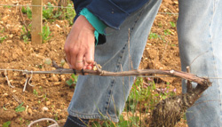 Le travail de la vigne au Domaine Tortochot