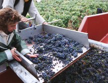 Tri du raisin dans la vigne