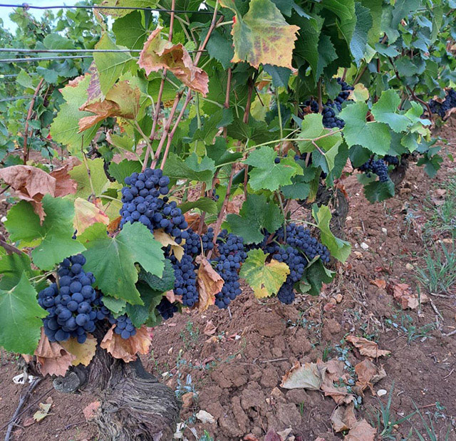 Vendanges 2022 au Domaine Tortochot