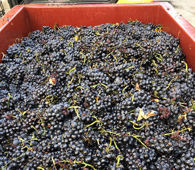 Vendanges 2022 au Domaine Tortochot