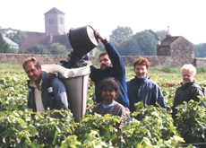 Les vendanges au Domaine Tortochot