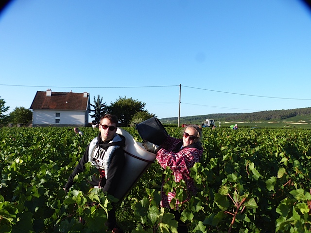 Vendanges 2015 Domaine Tortochot Gevrey Chambertin