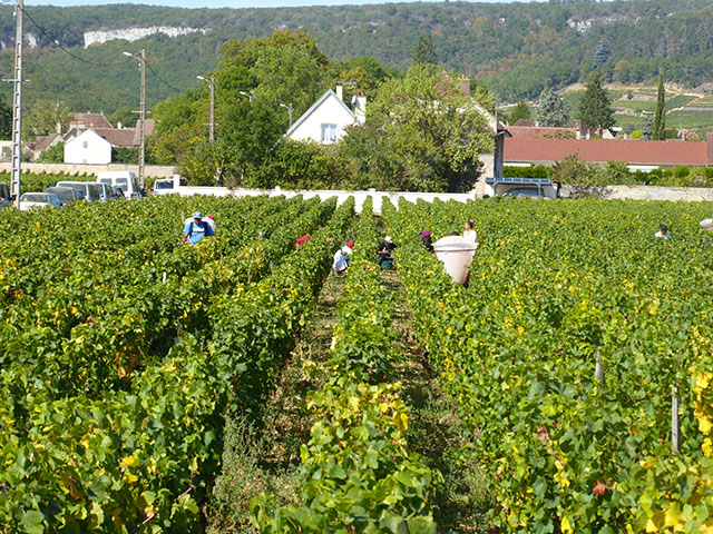 Vendanges 2019 au Domaine Tortochot