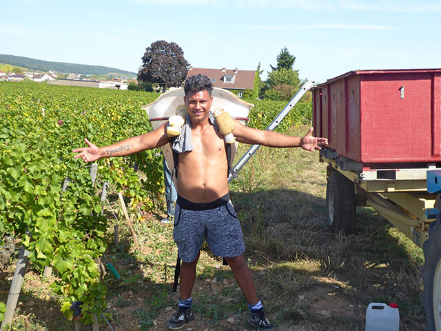 Vendanges 2019 au Domaine Tortochot