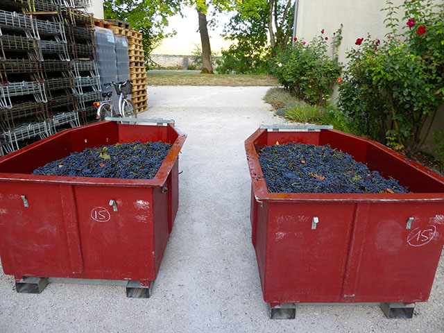 Vendanges 2019 au Domaine Tortochot