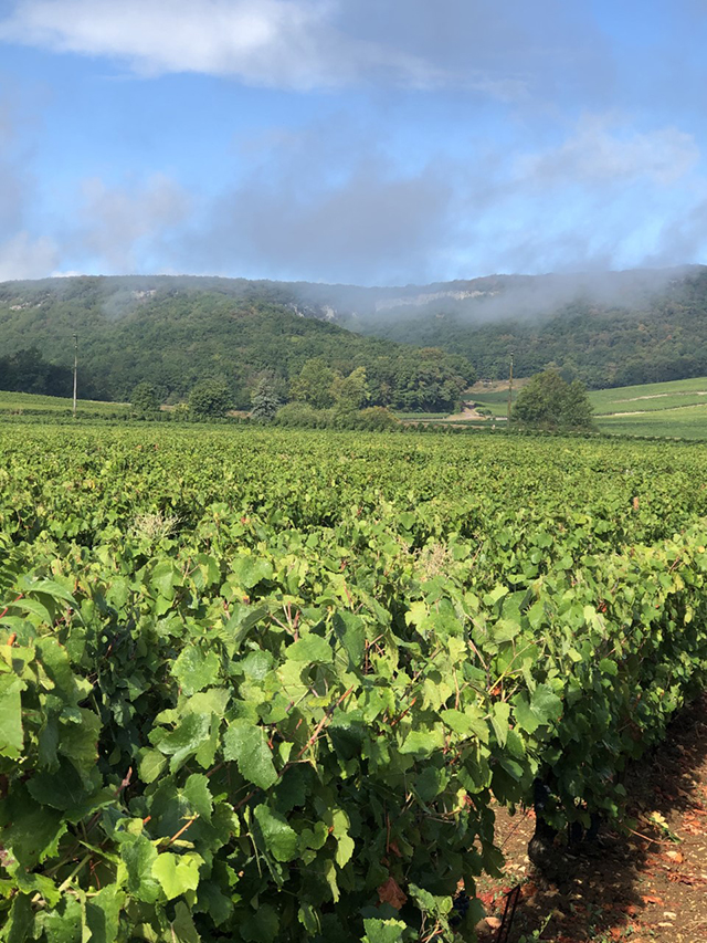 Vendanges 2020 au Domaine Tortochot