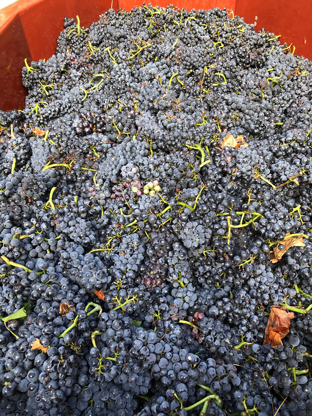 Vendanges 2020 au Domaine Tortochot