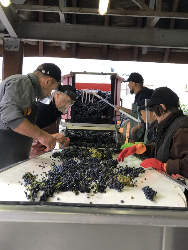 Vendanges 2020 au Domaine Tortochot