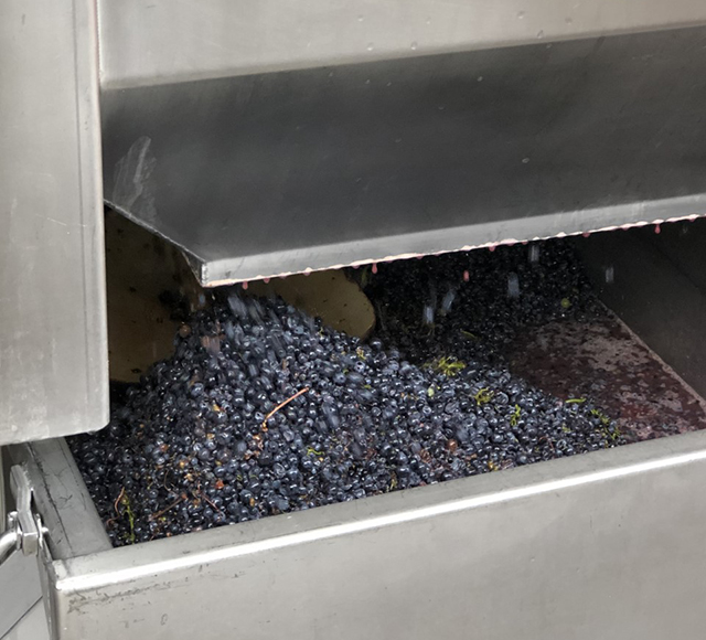 Vendanges 2020 au Domaine Tortochot