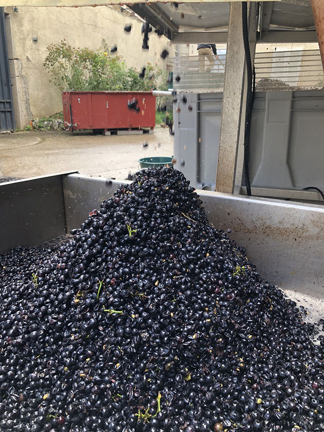 Vendanges 2024 au Domaine Tortochot