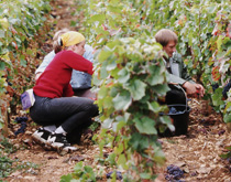 Vendanges manuelles au Domaine Tortochot